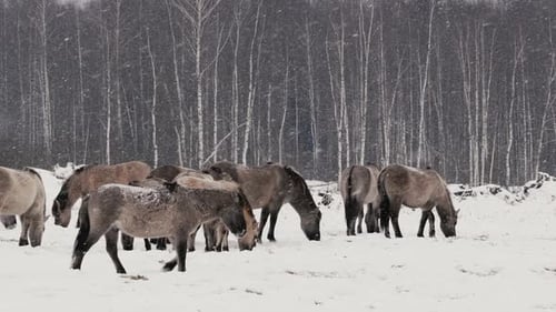 Cavalo selvagem de Konik pastando e brincando no campo nevado da Bielorrússia de perto