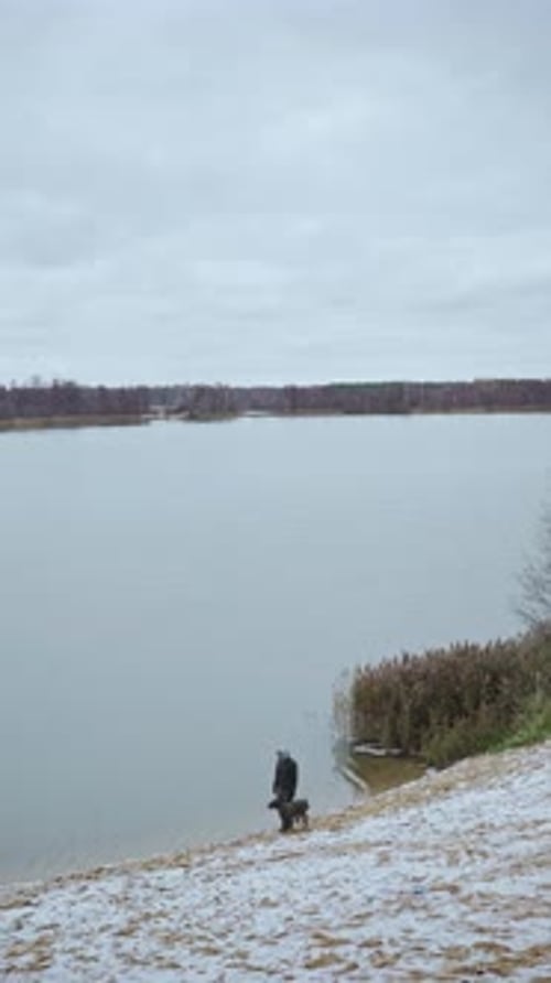 A Walk with the Kurtzhaar Hunting Dog Along the Lake Shore in Early Winter