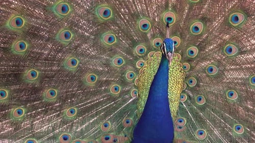 Close Up of Peacock Displaying Colorful Feathers