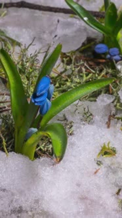 Blue Snowdrop and Snow Melts in Spring