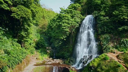 Vivid Water Stream Falling in Lush Green Rainforest Peaceful Nature Landscape