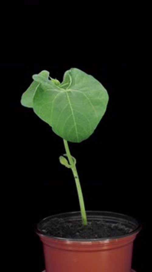 Time lapse of growing Flambo bean seed in a pot with ALPHA channel, vertical orientation