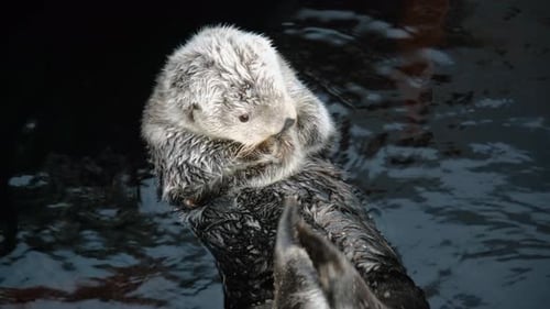 Sea Otters are Playing and Swimming in a Large Pool at the Aquarium in Lisbon Sea Otters are an