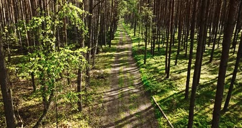 Foot path in green forest in spring, Poland.