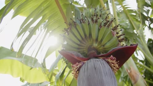 Green banana fruit growing on vibrant palm tree in Cyprus, motion view