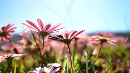 Vue à angle bas vers le haut de marguerites fraîches colorées se prélassant au soleil printanier