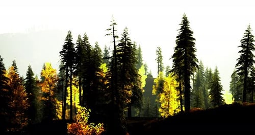 Forest Landscape with Golden Foliage and Tall Trees in Serene Light