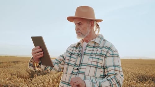 Sunlight Portrait Serious Farmer Agronomist Use Tablet Computer in Field Wheat The Senior Man the