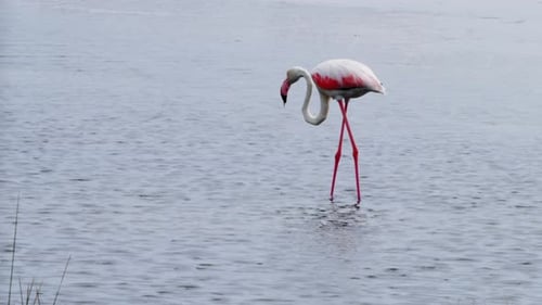 Closeup of Flamingos Feeding in Marsh Waters
