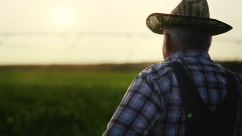 Calm Rural Scenery Old Farmer Admiring Beautiful Agricultural Fields Back View Elderly Agronomist