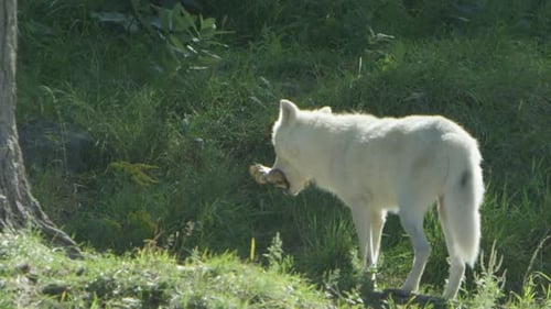 Wolves in Canadian Boreal Forest