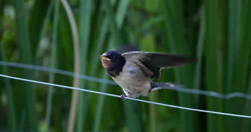 Barn swallows (Hirundo rustica) feeding chicks, Southern France