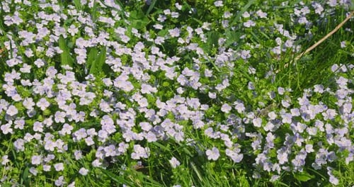 Spring meadow with Veronica persica flowers.