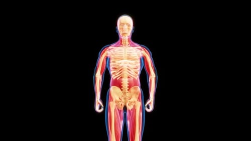 Human anatomical skeleton. Infographic front view and back view