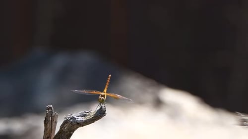 Uma libélula e uma mosca em um galho