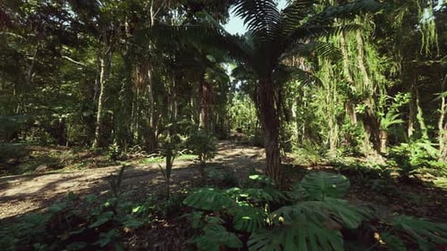 Deep Green Jungle Path Exploration