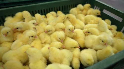 Yellow Chicks Moving in Crate on Farm