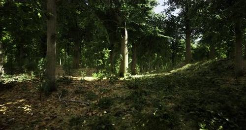 Lush Forest with Sunlight Filtering Through Trees in Mid Afternoon