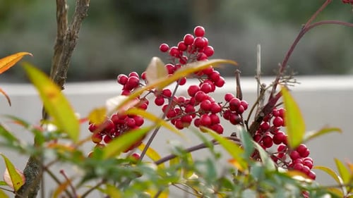 Vue rapprochée des fruits ornementaux situés à proximité de l'hôtel.