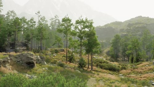 A Lush Green Forest with Tall Trees and Vibrant Foliage