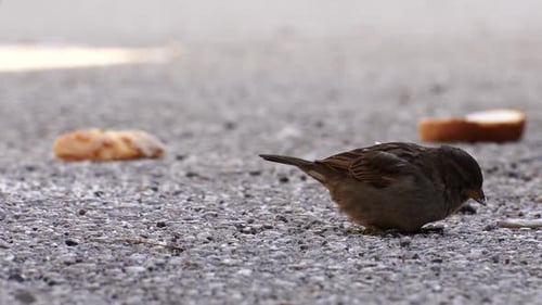 Sparrow Eats Bread on the Ground