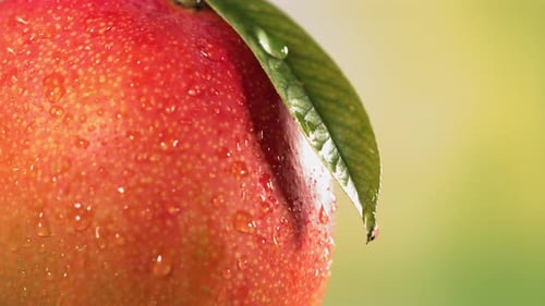 Juicy Nectarine with Water Droplets, Close Up