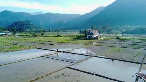 Paisaje natural con agricultores trabajando en sus arrozales en Lamno Aceh Jaya