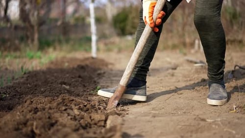 Woman is digging ground. Spring work in the garden in spring. Preparation for planting veggies.