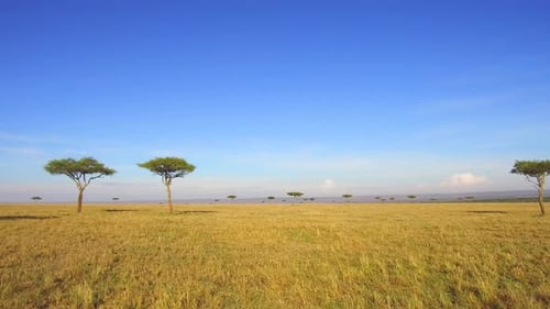 Acacia trees in maasai mara national reserve savanna at africa wildlife habitat