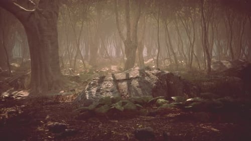 Roots of a Tree in a Misty Forest