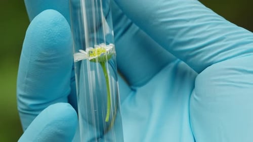 Taking Probe of Soil in Forest Geologist Man Worker Taking Measurements of Soil Probe By Scientific