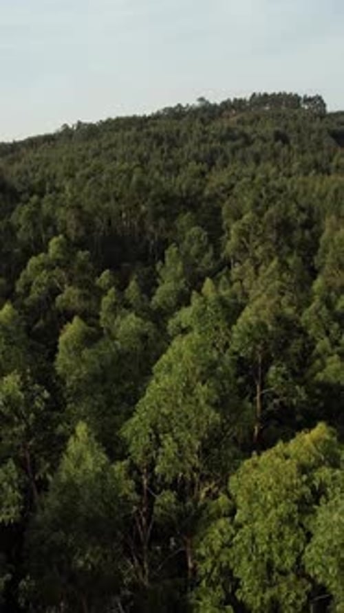Vertikales Video des Tree Tops Reserve aus der Vogelperspektive auf den Wald