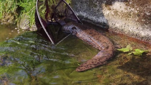 The Japanese Giant Salamander stuck on concrete dam being rescued, Tottori Japan