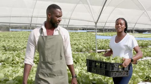 Travaillant ensemble, un homme afro-américain et une femme afro-américaine récoltent de la laitue en culture hydroponique