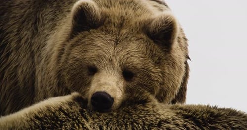 Close Up Of A Brown Grizzly Bear With Muzzle On The Back Of Another Bear.