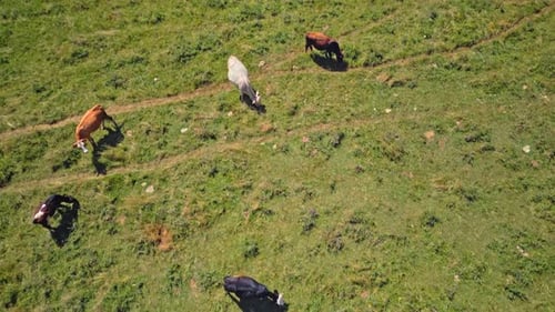 Aerial View of Herd of Cows