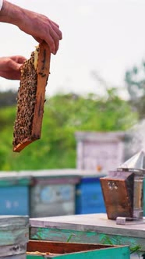 Beekeeper Inspecting Honeycomb Frame at Apiary