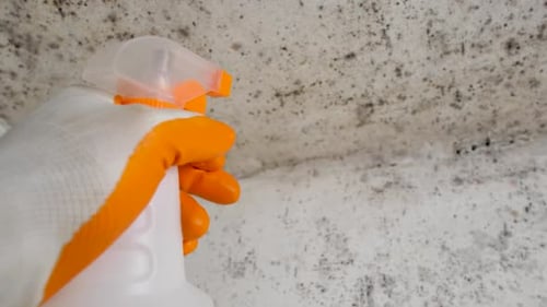 Hand Sprays Cleaner on Moldy Corner Wall
