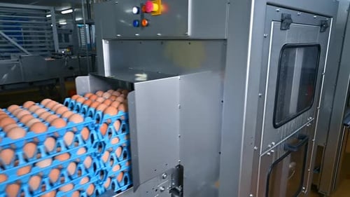 Eier in einer Hühnerfabrik verpacken. Tabletts mit Eiern.