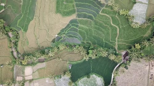 AERIAL 4K Rising Above Village Rice Paddy Plantations in Indonesia 2