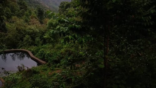 Lush green forest scenery with dense trees and a small tranquil pond in a tropical setting