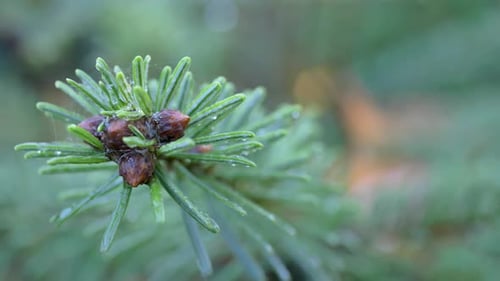 Macro, truck shot of a green spruce branch in drops of morning dew on a blurred background