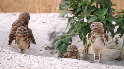 Burrowing Owls Looking Around in Sandy Area