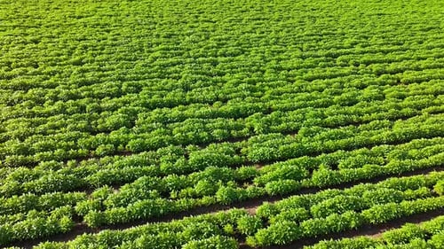 Drone Plants Growing Farm Land