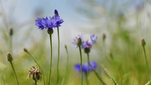 Genießen Sie den Anblick wunderschöner blauer Blumen, die auf einer grünen Wiese mit verschwommenem Hintergrund blühen