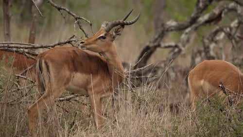 closeup of impala antelope self-grooming then pauses to look attently