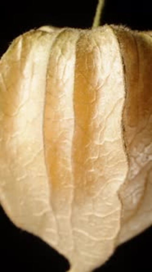 Vertical video. The fruit of Physalis plant inside, concept of falling, macro zoom on a black.