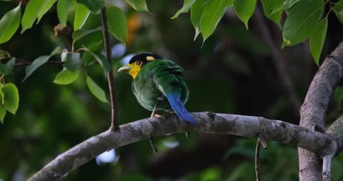 Nistzeit des Langschwanz-Breitschnabels Psarisomus dalhousiae.