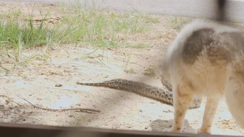 Alter weißer grauer Hund riecht nach toter Schlange, verstorbenem Python, Roadkill-Tier