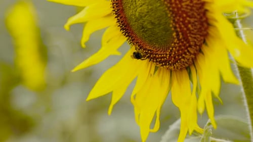 Bee Pollinating a Sunflower in a Field